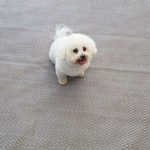 Isabella Flint Zeltteppich, 250x700cm