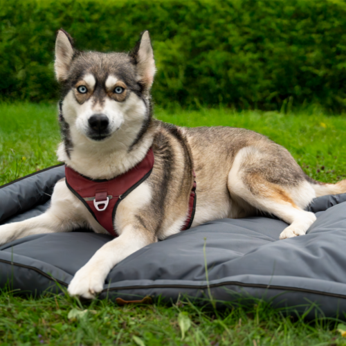 Berger PawCloud Hundebett 105x70 cm - Hundebetten